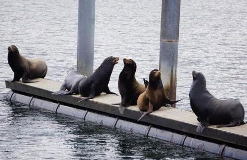 3BR 2BA Ballard Blue, Seattle - Foto 37