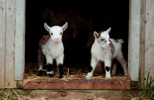 Stable Cottage - Rudge Farm Cottages - Foto 9