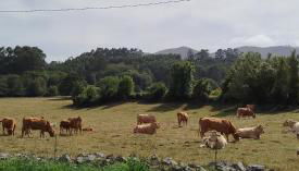 Apartamentos Rurales Inguanzo - Foto 2