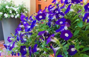 Luxury Villa - JessApart Walendia - Foto 54