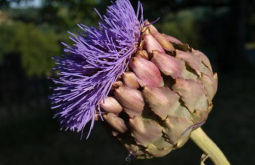 Le Rossignol - La Cipière Gîtes - Foto 28