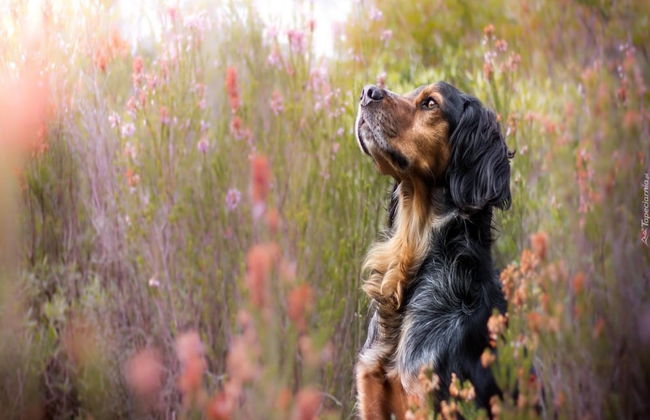 Holiday Home With Fireplace and Private Garden - Foto 18