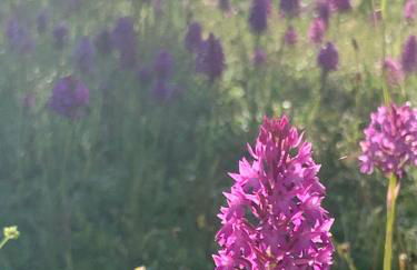 Le Buscagneau - Photo 11