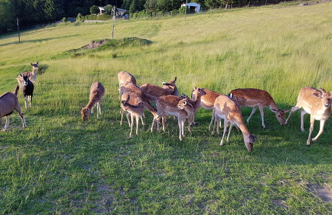 Pretty Holiday Home in Schöfweg ot Langfurth near Ski Slope - Foto 22