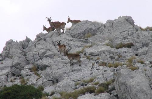 ALCALA DEL JUCAR, Casa rural Rio Tranquilo 1 -Piscina privada- - Foto 73