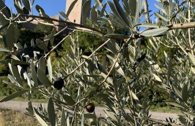 House in Seggio, peace in the green heart of Umbria - Foto 20