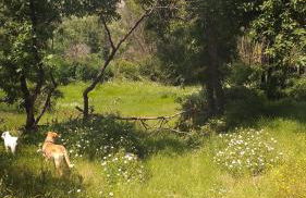 Ninho Bico-de-Lacre ~ o paraíso é a/na Terra - Foto 38