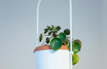 Coconut Blue - Photo 37