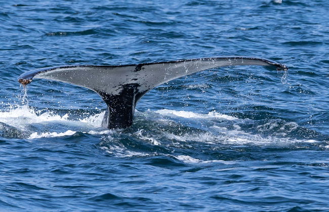 Giro in zodiac con avvistamento di balene - Foto 6