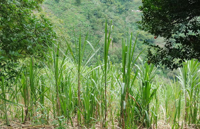 Tour da rapadura - Foto 1