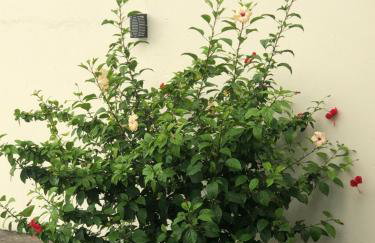 Marias Home Flat Experience 10 min da praia - Foto 16