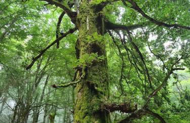 LA CASETTA - Mon Petit Chalet - Foto 51