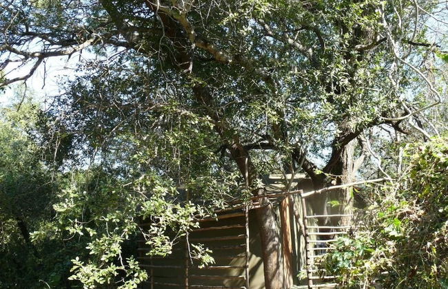 3 bed Bush-tent Under 3 Trees, for Couple Plus Chaperone Free Lionhyena Sounds - Foto 8