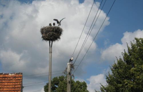 Storchenblick - Foto 5