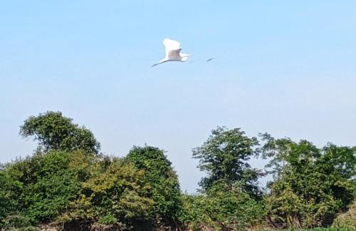 Barco Casa Pantanal Toca da Onça - Photo 51