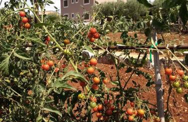 Apartments Bakša - Photo 12