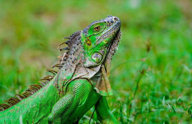 Billet pour les Flamingo Gardens - Photo 2