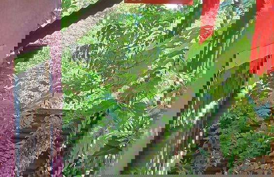 peaceland farmstay - Photo 76