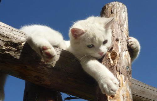 Residence Ferienheim Folie - Foto 36