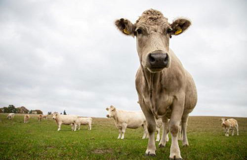 Südkugel - Kugelhaus in ökologischer Bauweise am Tollensesee - Foto 25
