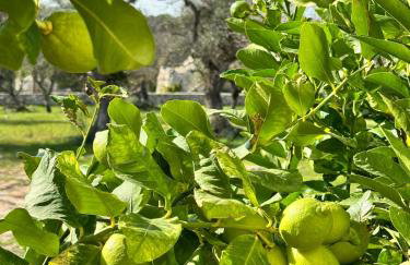 Casa Pavone - Foto 11