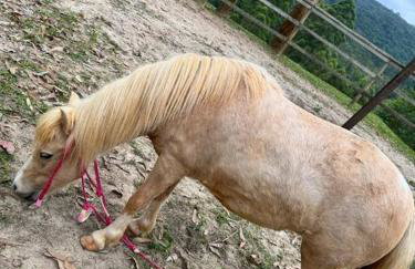 Casa de Campo Ibiúna Fazenda Vale Dourado - Photo 41