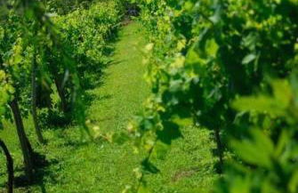 Quinta do Mosteiro - Foto 16