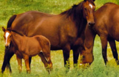 GITE Les Aubues - Foto 14