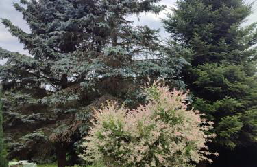 Haus "Grimberg" FeWo 1-Stock - Photo 41