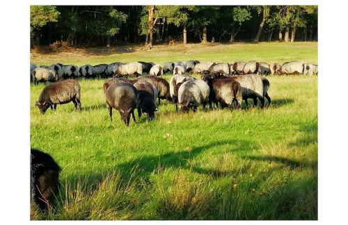 Holiday Home Specht - Foto 13