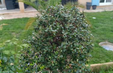 Villa près des remparts - Foto 23