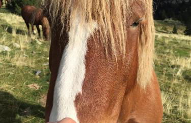 Apartamentos Ca de Marti - Foto 76