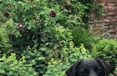 Beautiful grade 2 listed cotswold Stone Cottage - Foto 32