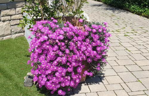 Casa Vacanza & Suite Joy - Foto 46