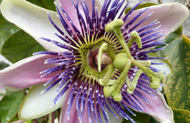 Villa Mediterranea - Foto 18