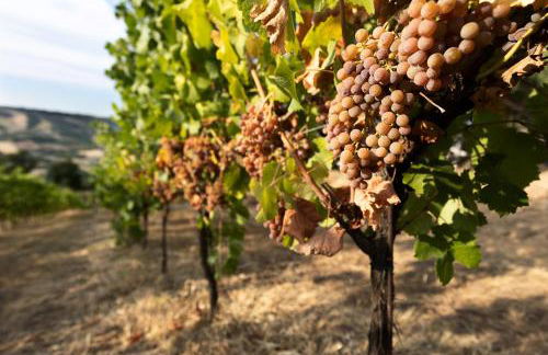 La Dolce Vallata - Foto 74