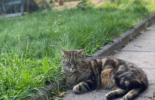 Ferienwohnung am Balkon des Erzgebirges - Bernsbach - Foto 36