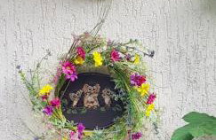 SOWA nad jeziorem Wojnówko gm Murowana Goślina - Foto 23