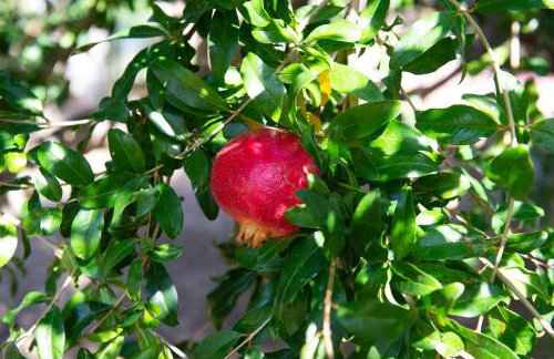 Villa Pasithea - Foto 28