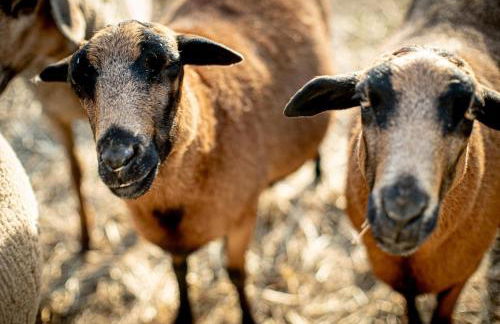 Glamping im beheizten Campingfass auf Leo's Farm - Foto 21