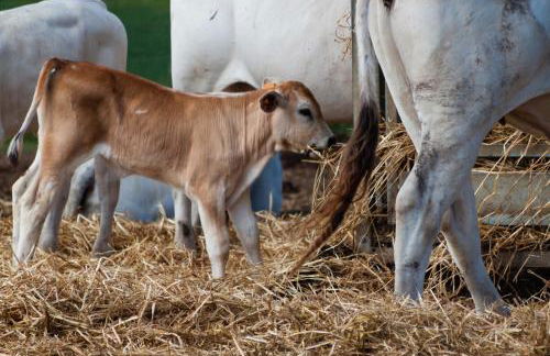 Agriturismo Al Girasole - Foto 1