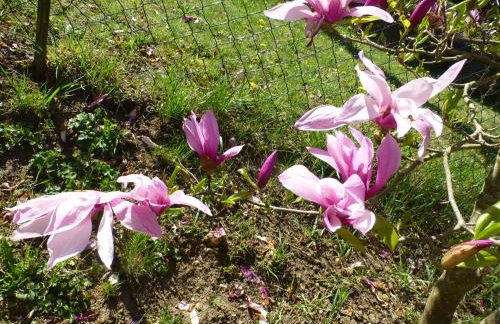 Apfelbluete und Paradies - Foto 13