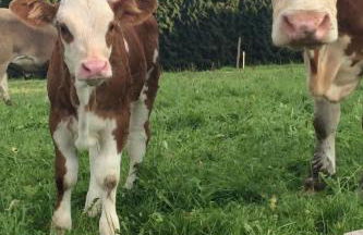 Apartment in Buchenberg mit Garten und Terrasse by Interhome - Foto 22