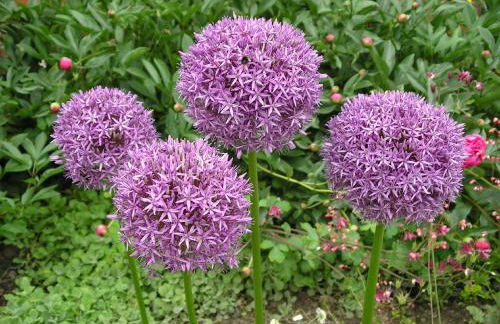 Ferienwohnung Schmilau - Foto 15