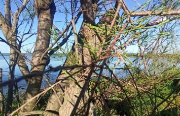 Casa Vacanze Nel Delta del Po - Foto 24