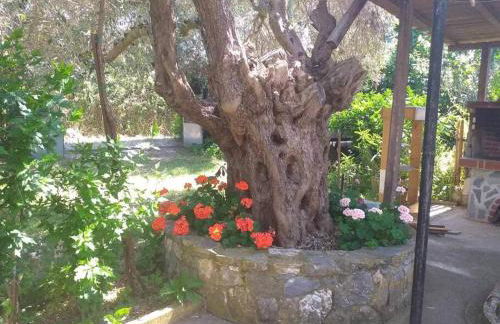 Zephyr Guest House - Foto 15