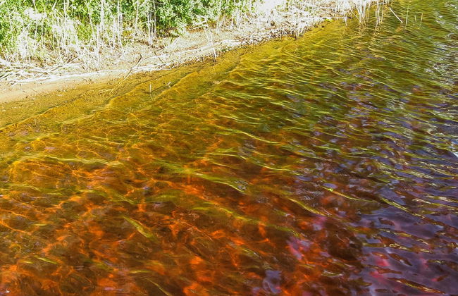 Kallionnenä - Foto 4