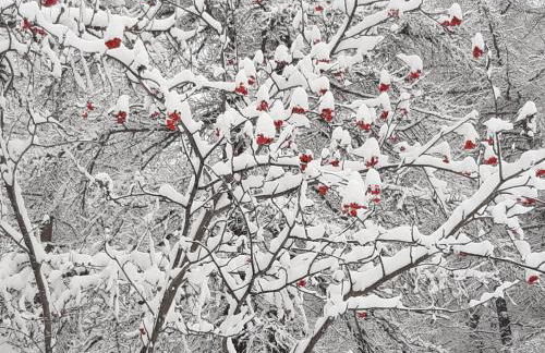 Sauze d'Oulx ciabot la garitüla with garden - wifi- close to the chairlift - Photo 24