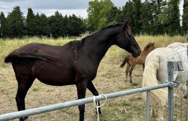 Villa paradis Maison piscine chauffé - Photo 52