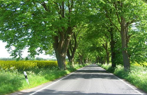 Ferienhaus Boddenhus - Foto 9